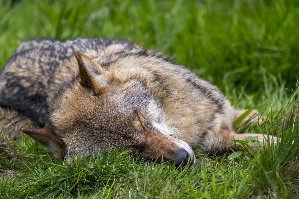 Erneut Wolf in Osttirol zum Abschuss freigegeben