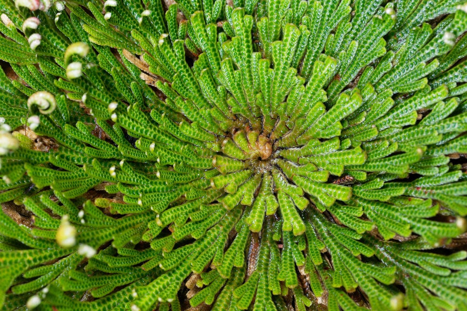 Selaginella lepidophylla