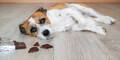 Schokolade Gift Hund