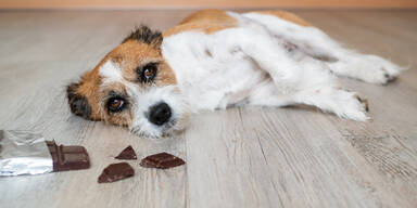 Schokolade Gift Hund