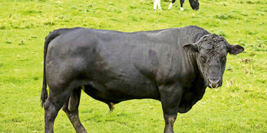 Stier Maxi erschossen: Besitzerin tötet sich