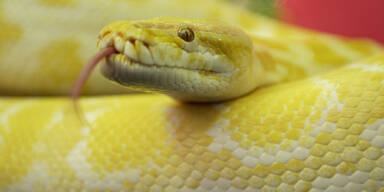 Mann ging mit Schlange um den Hals spazieren