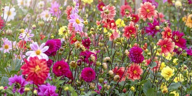 Bunte Blumen verwandeln den Garten in ein Sommer-Paradies