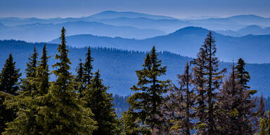 Das gr&ouml;&szlig;te Lebenwesen der Welt wohnt in DIESEM Wald