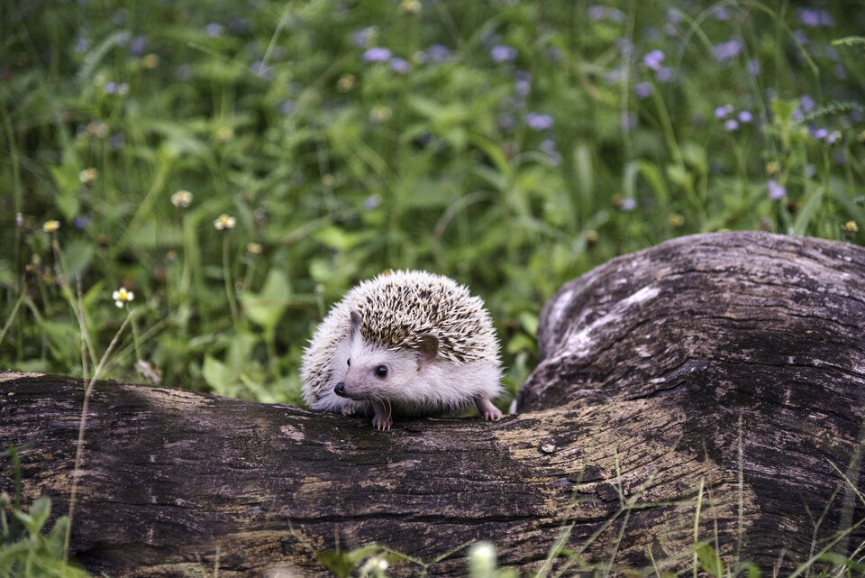 Auf dem Speiseplan des Igels stehen Insekten. Knabbert der stachelige Geselle an einem Apfel, dann hat er darin einen Wurm gefunden. Igel kommen in der freien Wildbahn gut zurecht. Wer den Gast im Garten füttern möchte, sollte spezielles Igelfutter geben, aber niemals Milch.