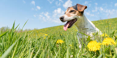 Haustier-Aufreger: Hier gibt's ab jetzt eine Hunde-Gebühr
