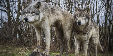 Wolf-Alarm im M&uuml;hlviertel:  13-J&auml;hrige lief um ihr Leben