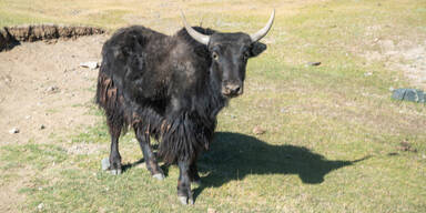 Yak