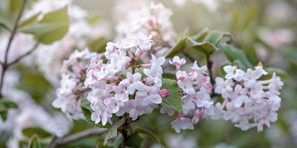 Die Blüten des weißen Schneeballs liegen in Rispen zusammen und erscheinen in voller Pracht im Dezember. 