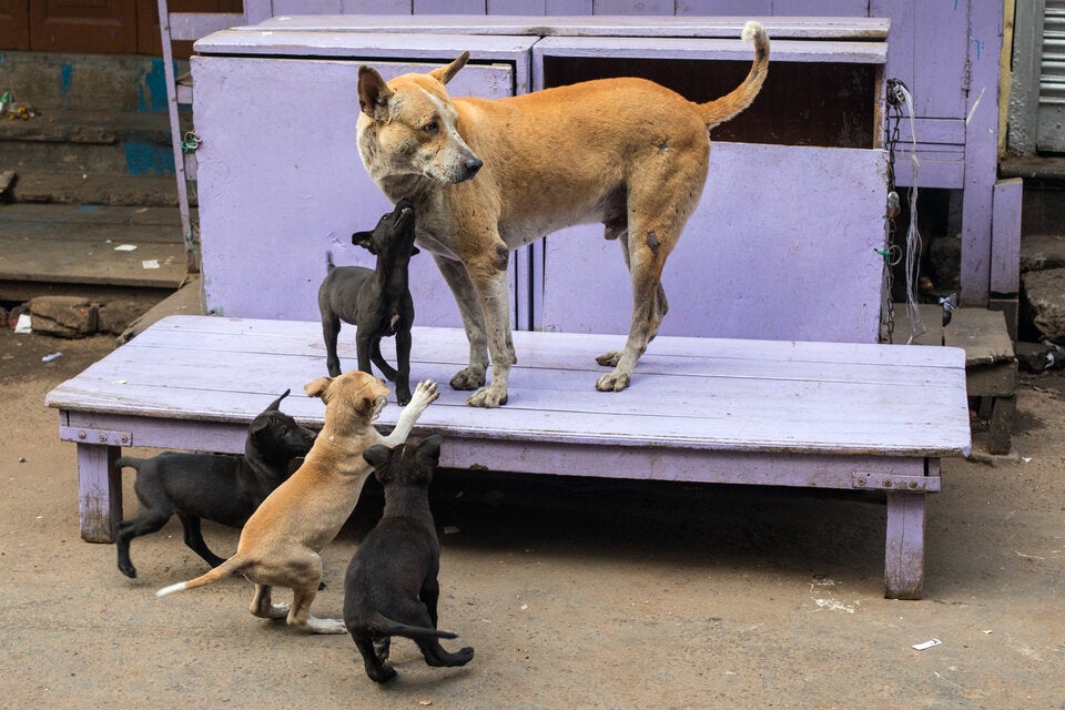 Türkei will nicht vermittelbare Straßenhunde einschläfern