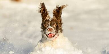 Winterzauber auf vier Pfoten: So bleibt dein Hund gut geschützt