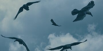 Raben Krähen ALbtraum Tod