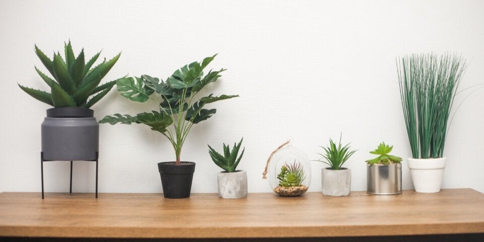Zimmerpflanzen