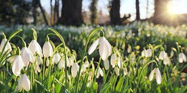Schneegl&ouml;ckchen sorgen f&uuml;r Fr&uuml;hlingserwachen im Garten
