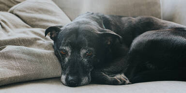 Giftk&ouml;der-Killer in Wien: 5.000 Euro Belohnung f&uuml;r Hinweise