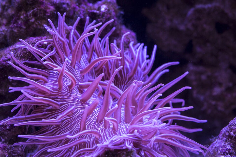 Seeanemone