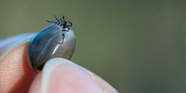 Erste Riesenzecke in Österreich aufgetaucht