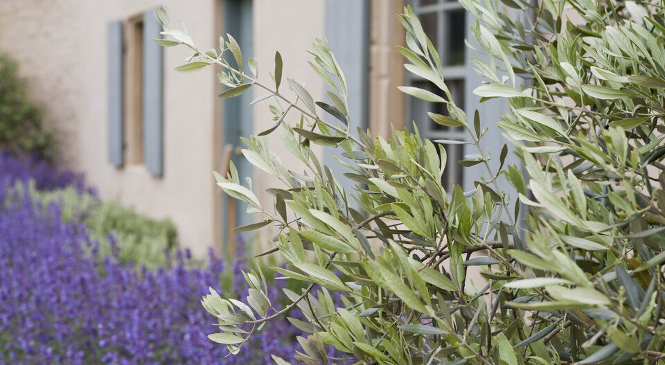 DIESE Pflanzen gehören in einen schönen Garten