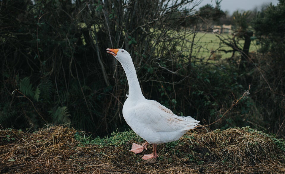 Martinstag: Warum essen wir am 11. November traditionell Gans?