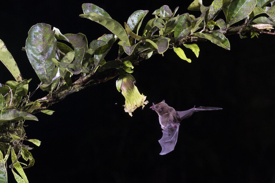 Die Brillenblattnasen sind Höhlenbewohner.