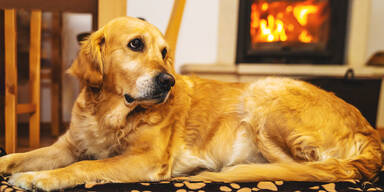 Hund rettete Paar Besitzern das Leben
