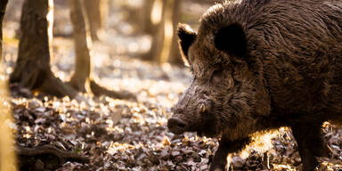 Wildschwein