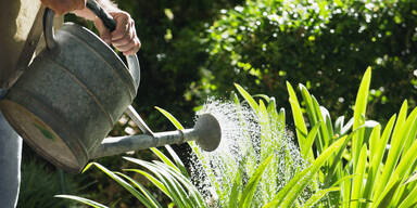 Wasser sparen im Garten: 6 clevere Tipps für heiße Tage