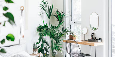 Zimmerpflanzen: So finden Sie die perfekte Pflanze für jeden Raum