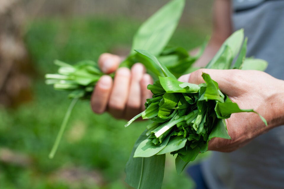 Tödliche Verwechslungsgefahr: So unterscheiden Sie Bärlauch von Giftpflanzen