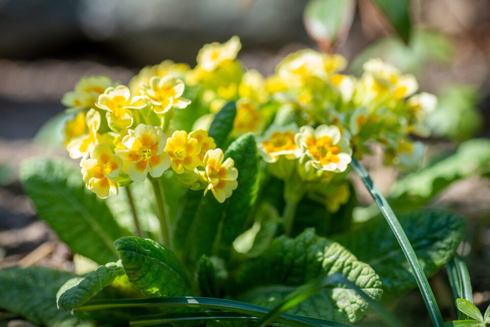 Achtung: Diese beliebten Frühlingsblumen sind giftig!