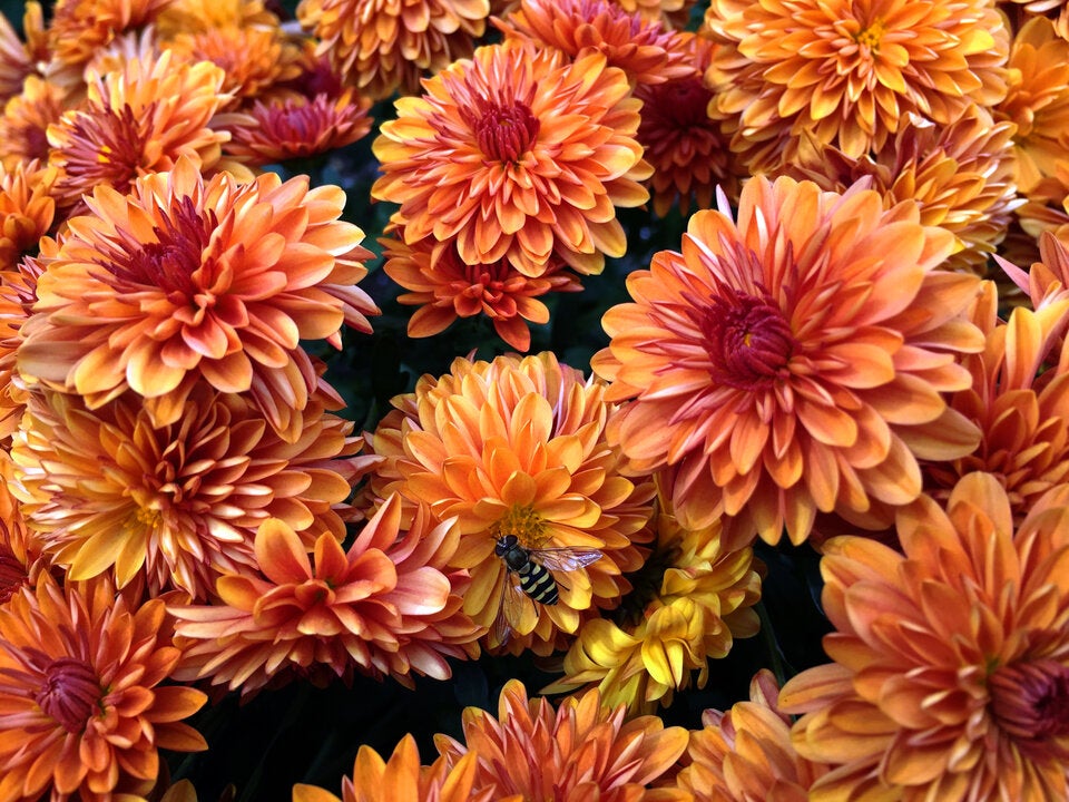 Chrysanthemen: Die letzten Herbstblumen im Garten