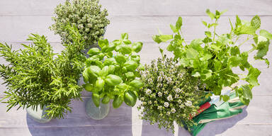 Ungeziefer loswerden: Diese Pflanzen vertreiben Mücken