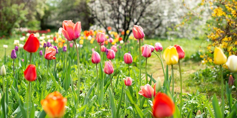 Die besten Frühblüher für März: So gelingt der farbenfrohe Start ins Gartenjahr
