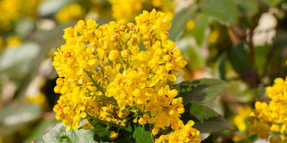 Die immergrüne Mahonie trotzt Winter und Schnee und bringt mit den süß nach Honig duftenden gelben Blüten einen Hauch von Frühling in den Garten.
