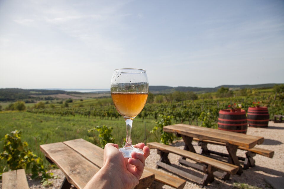 Weinwandern im Herbst: Die besten Routen in und rund um Wien