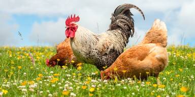 Tierschutz in der EU – Ein Jahr der Veränderungen