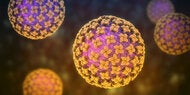 Hantavirus: Experten warnen vor unterschätzter Übertragung