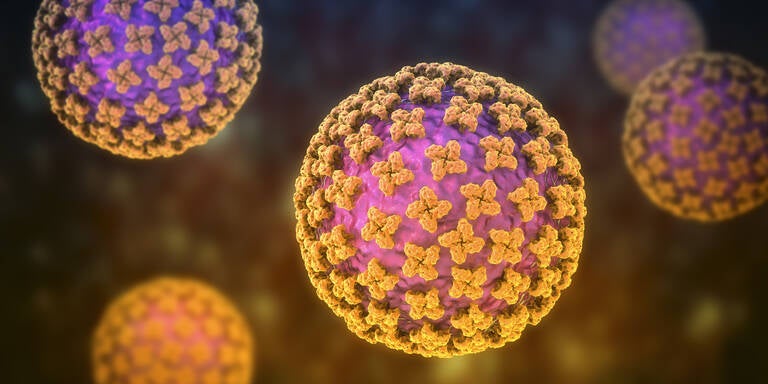 Hantavirus: Harvard-Experten warnen vor unterschätzter Übertragung