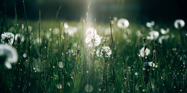 H&auml;tten wir NIE gedacht: Was der L&ouml;wenzahn wirklich &uuml;ber Ihren Garten verr&auml;t