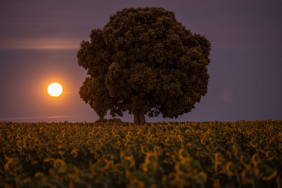Vollmond am 10. Juli