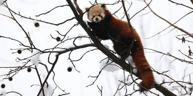 roter panda