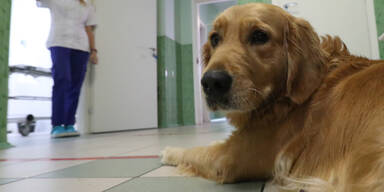 Aus Wut: Mann verging sich an Hund von Ex