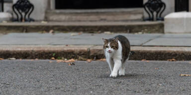 Katze kehrt nach zehn Jahren nach Hause zur&uuml;ck
