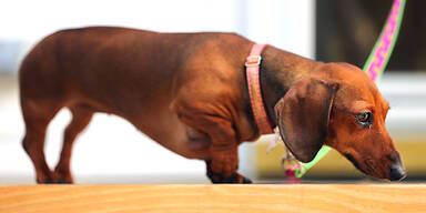 Giftk&ouml;der-Killer: 5.000 Euro Kopfgeld ausgesetzt