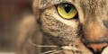 Katze Schnurrhaare Katzenaugen