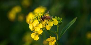 Zum großen Bienensterben