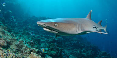 Wei&szlig;spitzenhai