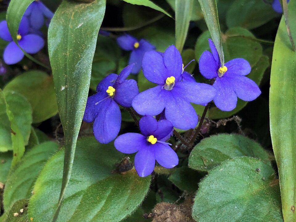 Diese geheimen Blumen-Botschaften zum Valentinstag sollten Sie kennen