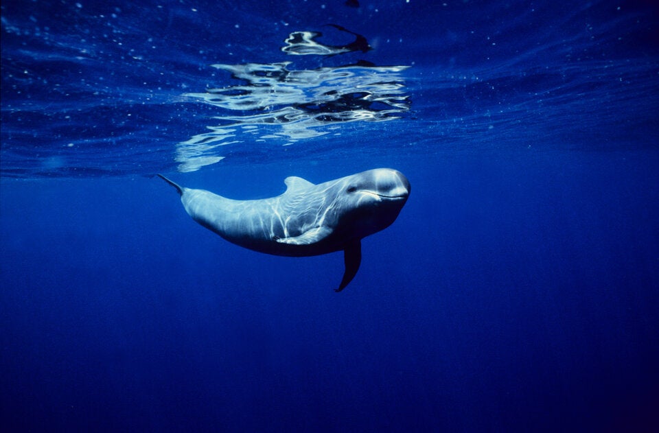 Alle gestrandeten Grindwale auf schottischen Orkney-Inseln verendet