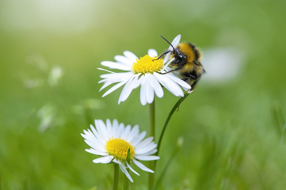 Warnsignal im Garten: Was Gänseblümchen über den Rasen verraten